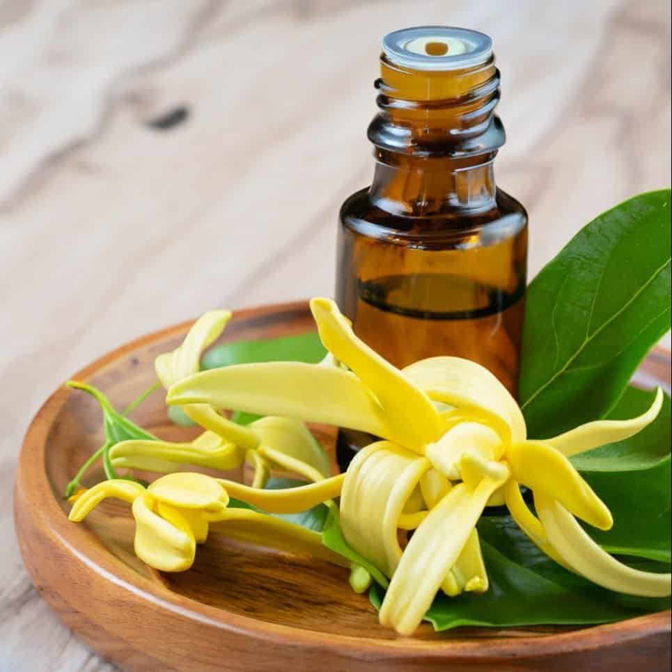 Serum AI dari Sari Bunga Kenanga dan Algoritma Penyembuh Luka: Revolusi Perawatan Kulit dengan Kekuatan Alam dan Kecerdasan Buatan