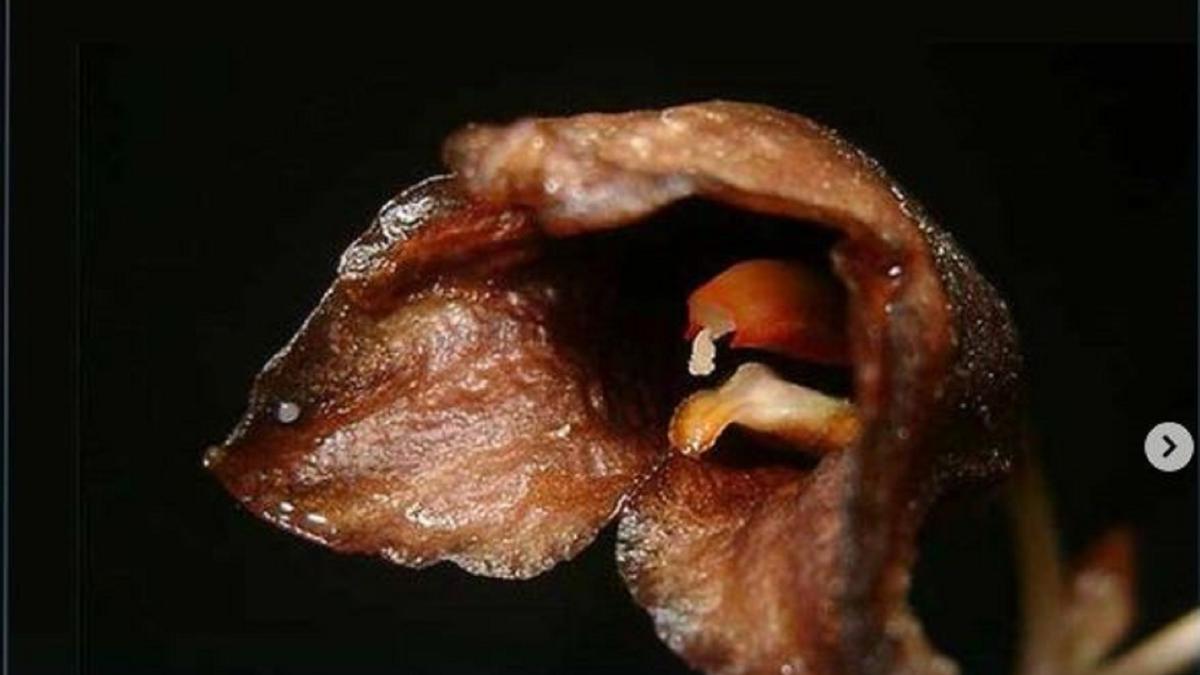 Serum Anggrek Hantu Anambas: Rahasia Kecantikan Tersembunyi dari Jantung Khatulistiwa